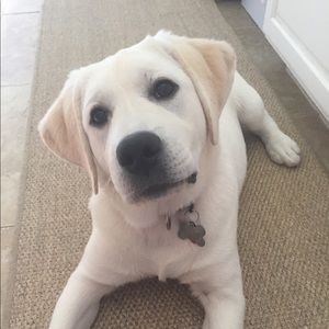 Meet your Posher, Lucas